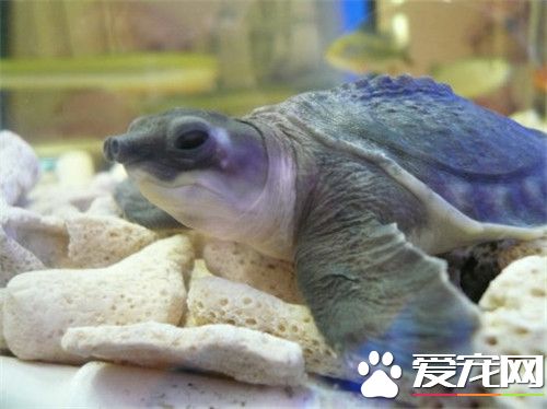 豬鼻龜睡覺嗎 豬鼻龜睡覺時對水質的要求