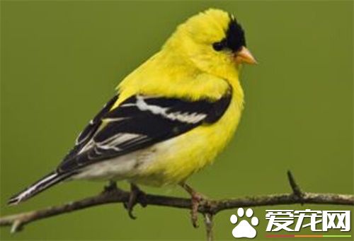 鳥的共同特征 鳥類沒有牙齒而有很輕角質的喙