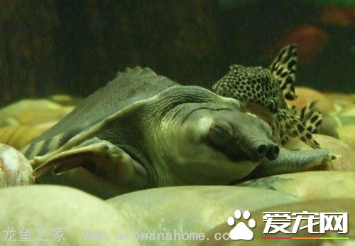 豬鼻龜吃魚嗎 豬鼻龜除了魚還能吃什麼