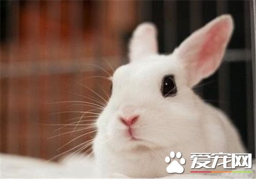 兔子吃肉嗎 兔子會吃肉但不能給兔子吃