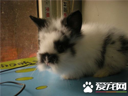 兔子為什麼不能喝水 兔子必須要喝水的