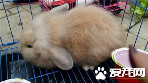 兔子能喝水嗎 兔子的飲水量應該是多少