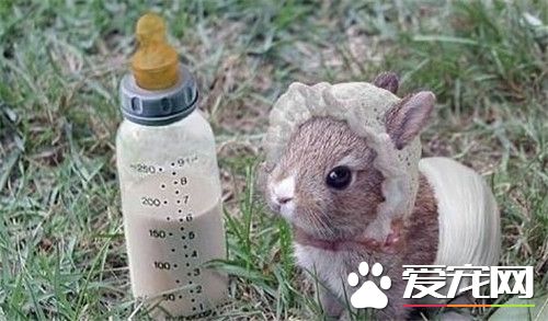 兔子會叫嗎 兔子會叫一般情況兔子都不會出聲