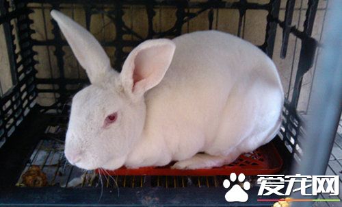 養兔子要注意些什麼 養兔子要注意的事項