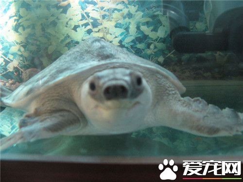 豬鼻龜冬眠嗎 豬鼻龜是不需要冬眠的