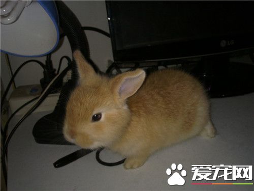 兔子生寶寶了怎麼辦 兔子的正確飼養方法