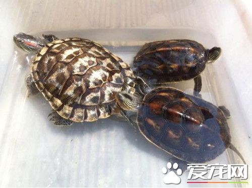 金錢龜可以干養嗎 金錢龜屬半水棲類