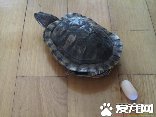 巴西紅耳龜怎麼看年齡 首先是看生長紋這個最准