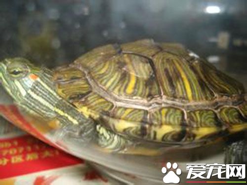 巴西紅耳龜冬天怎麼養 巴西紅耳龜冬天飼養注意事項