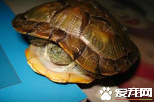 巴西紅耳龜吃多少 巴西紅耳龜不建議食用的東西