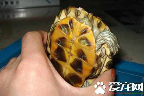 巴西紅耳龜為什麼叫 巴西紅耳龜會叫嗎