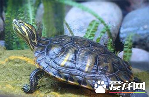 巴西紅耳龜怎麼養 巴西紅耳龜飼養注意事項