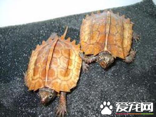 楓葉龜冬眠 楓葉龜冬眠前要保證身體健康