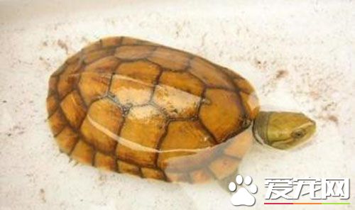 黃喉擬水龜公母 黃喉擬水龜雄龜腹甲中部凹形