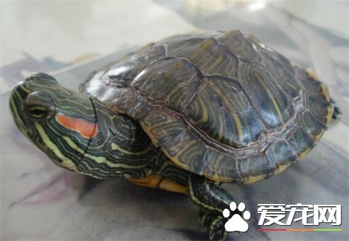 巴西紅耳龜對人的危害 絕對不能放生到野外