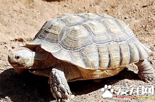 亞洲巨龜咬人嗎 亞洲巨龜是一種比較溫順的動物