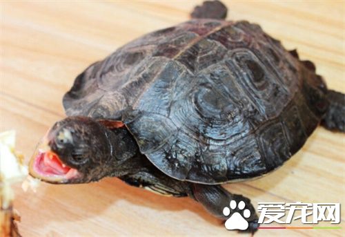 亞洲巨龜能冬眠嗎 亞洲巨龜冬季飼養管理