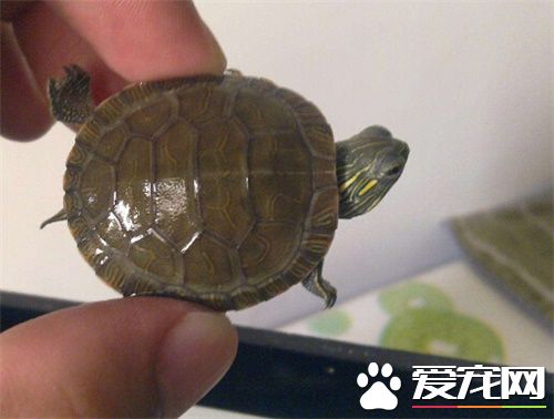 西部錦龜可以和地圖龜一起養嗎 可以一起飼養