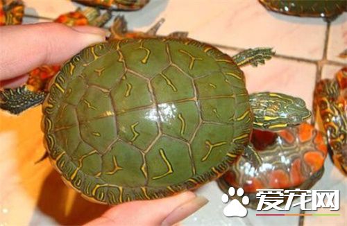 西部錦龜冬眠 冬季可以用加熱棒飼養