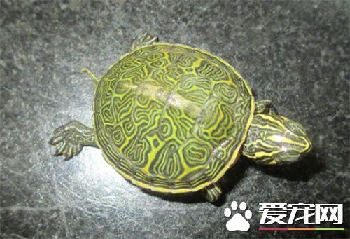 甜甜圈龜冬眠 冬眠溫度應在7℃-10℃之間