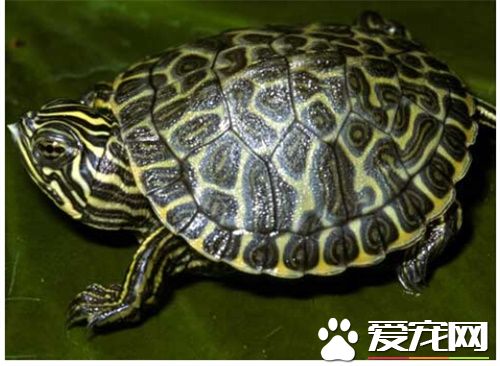 甜甜圈龜飼養 甜甜圈龜飼養需要注意事項