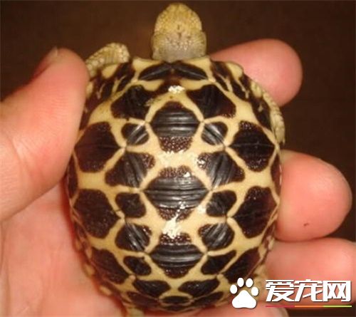 緬甸星龜好養嗎 飼養緬甸星龜中食物很重要