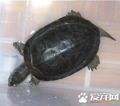黑頸烏龜特征有哪些 黑頸烏龜最大特點就是黑