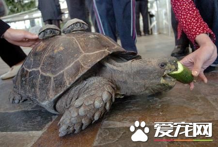 中華花龜養殖技術 中華花龜養殖管理