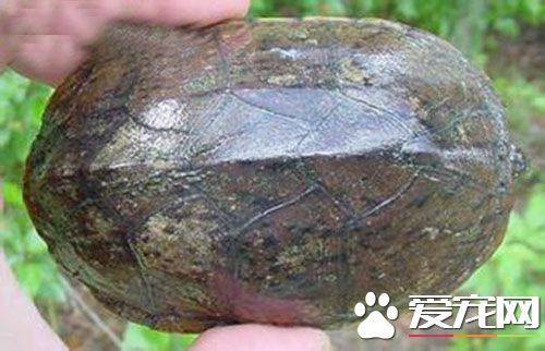 麝香龜臭嗎 麝香龜一般情況是不會臭的