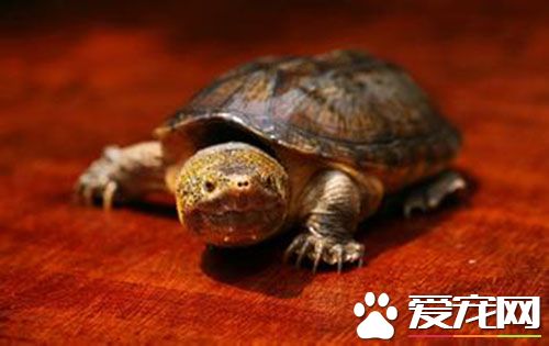 麝香龜的飼養 麝香龜的飼養需要注意事項