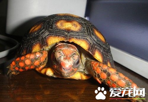 紅腿陸龜養殖 紅腿陸龜幼年的養殖方法