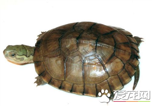 黃喉擬水龜混養 不同物種最好不要混養