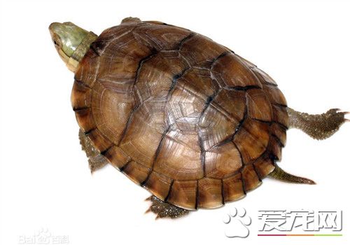 黃喉擬水龜家養 黃喉擬水龜的生活環境