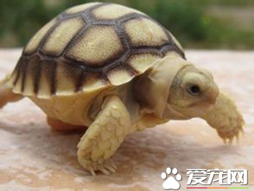 蘇卡達象龜會咬人嗎 被蘇卡達象龜咬了怎麼辦