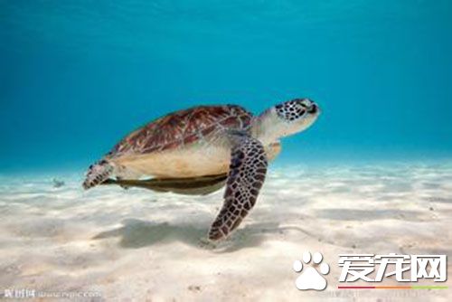 玳瑁和海龜的區別 如何區別玳瑁和海龜