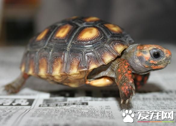 紅腿陸龜飼養 紅腿陸龜飼養需要注意的事項
