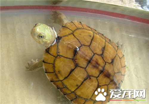 黃喉擬水龜深水養 不能在深水中長期停留