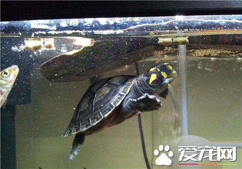 黃頭側頸龜飼料 黃頭側頸龜以植食為主