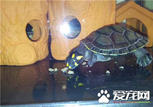 最大的黃頭側頸龜 背甲長度可以達到25英寸