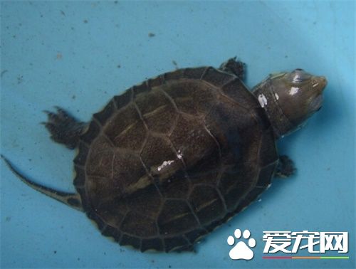 中華草龜能吃嗎 可以吃不過現在當寵物的多