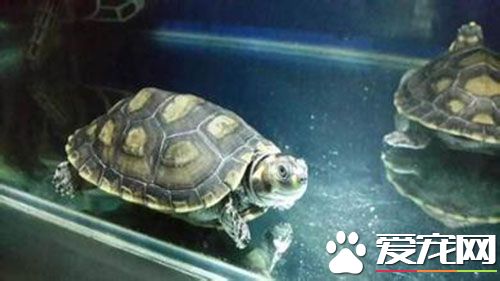 黃頭側頸龜吃魚屎嗎 魚屎裡含有動物性蛋白