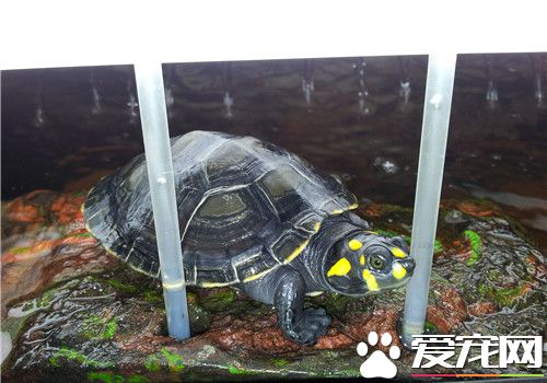 黃頭側頸龜好養嗎 黃頭側頸龜飼養需要注意事項