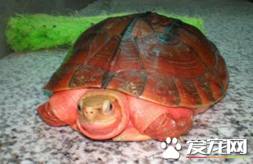 金錢龜飼料 根據金錢龜的食性提供相應的食物