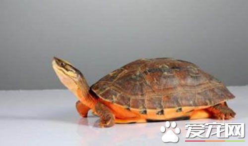金錢龜不吃東西怎麼辦 有可能食物不適合胃口