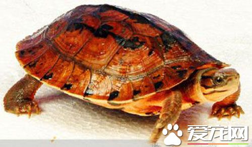 金錢龜冬天怎麼養 金錢龜過冬前的准備