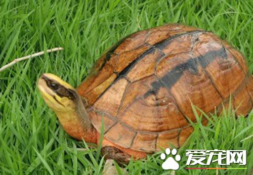 金錢龜的養殖方法和注意事項 金錢龜是喜暖動物