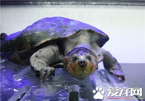 黃頭側頸龜水溫 家中飼養最好保持30℃左右