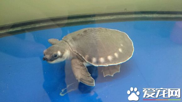 羅漢魚和豬鼻龜混養 羅漢生性霸道不適合混養
