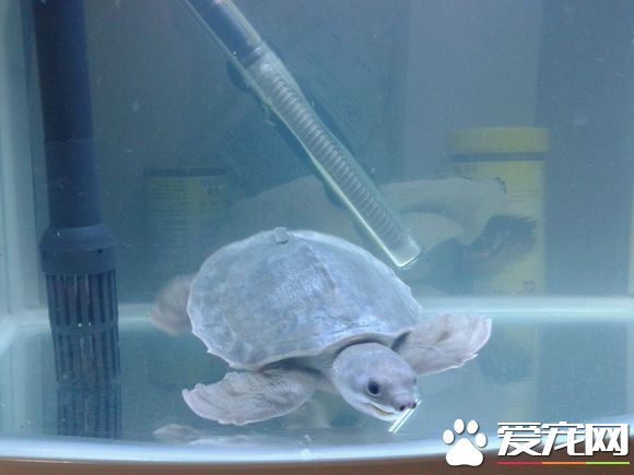 龍魚和豬鼻龜混養 豬鼻龜搭配龍魚是可以的