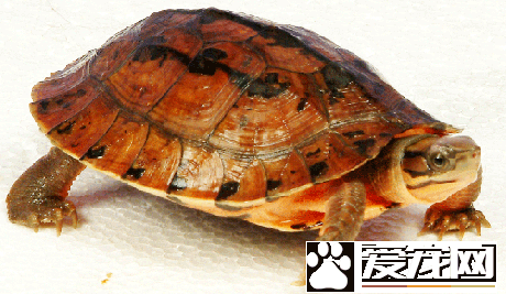 金錢龜怎麼冬眠 如何給家裡的金錢龜冬眠
